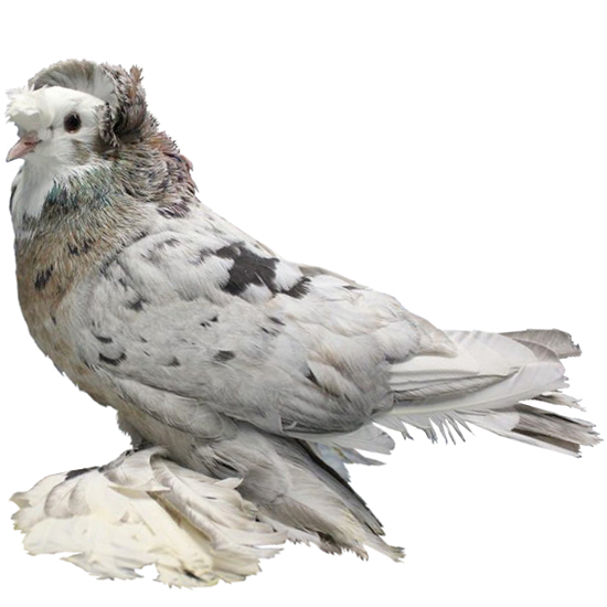 English Trumpeter Pigeon